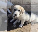 Small #3 Anatolian Shepherd-Great Pyrenees Mix