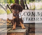 Small Photo #4 Aussiedoodle Miniature  Puppy For Sale in OROFINO, ID, USA