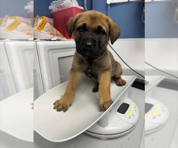 Medium Photo #1 Mutt Puppy For Sale in Santa Cruz, CA, USA