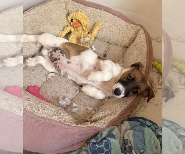 Medium Photo #4 Jack Russell Terrier Puppy For Sale in FREEMAN, MO, USA