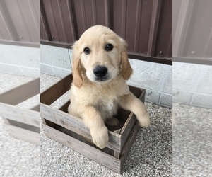 Golden Retriever Puppy for sale in GOSHEN, IN, USA