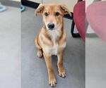 Small #1 Mutt