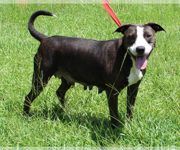 Medium Photo #3 Mutt Puppy For Sale in Prattville, AL, USA