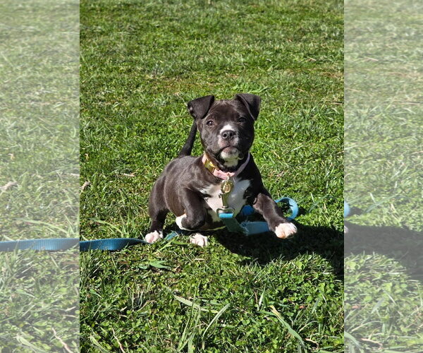 Medium Photo #8 Mutt Puppy For Sale in Derwood, MD, USA