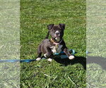 Small #7 Mutt