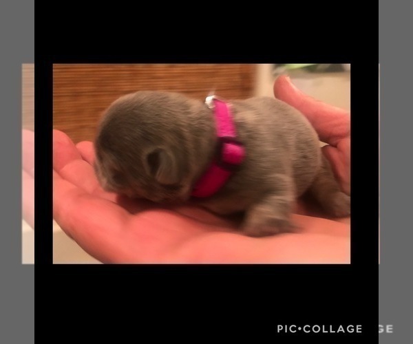 Medium Photo #3 French Bulldog Puppy For Sale in PLACERVILLE, CA, USA