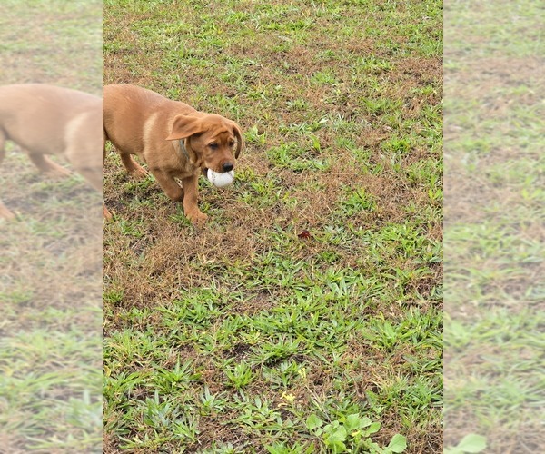 Medium Photo #8 Labrador Retriever Puppy For Sale in ACUSHNET, MA, USA