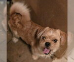 Small Pug-Shih Tzu Mix