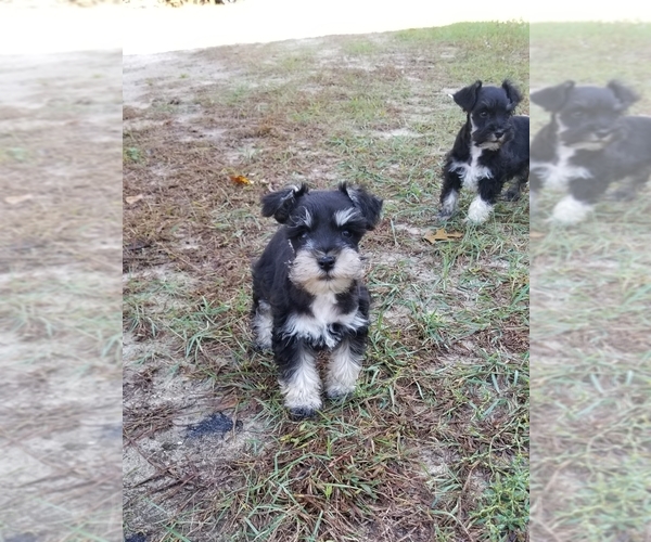 Medium Photo #6 Schnauzer (Miniature) Puppy For Sale in WHEELER, WI, USA