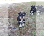 Small Photo #6 Schnauzer (Miniature) Puppy For Sale in WHEELER, WI, USA