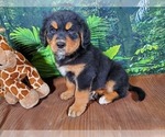 Small Photo #1 Golden Mountain Dog Puppy For Sale in BLACK FOREST, CO, USA