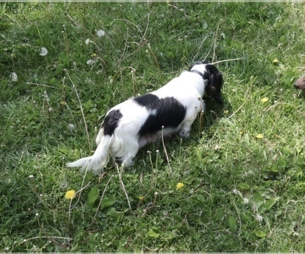 Medium Photo #1 Dachshund Puppy For Sale in INDEPENDENCE, IA, USA