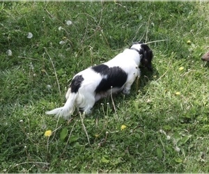 Mother of the Dachshund puppies born on 10/18/2025