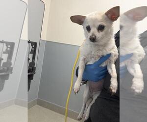 Chihuahua-Unknown Mix Dogs for adoption in Las Vegas, NV, USA