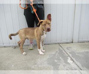 Australian Kelpie-Unknown Mix Dogs for adoption in Louisville, KY, USA