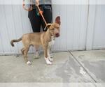 Small Australian Kelpie Mix