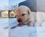 Small Photo #9 Goldendoodle-Siberian Husky Mix Puppy For Sale in DOUGLASVILLE, GA, USA