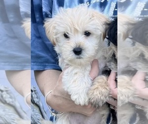 Morkie Puppy for sale in VIRGINIA BEACH, VA, USA