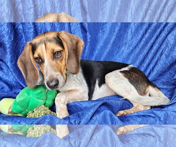 Medium Photo #2 Beagle Puppy For Sale in Cuba, NY, USA