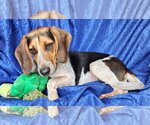 Small Photo #2 Beagle Puppy For Sale in Cuba, NY, USA