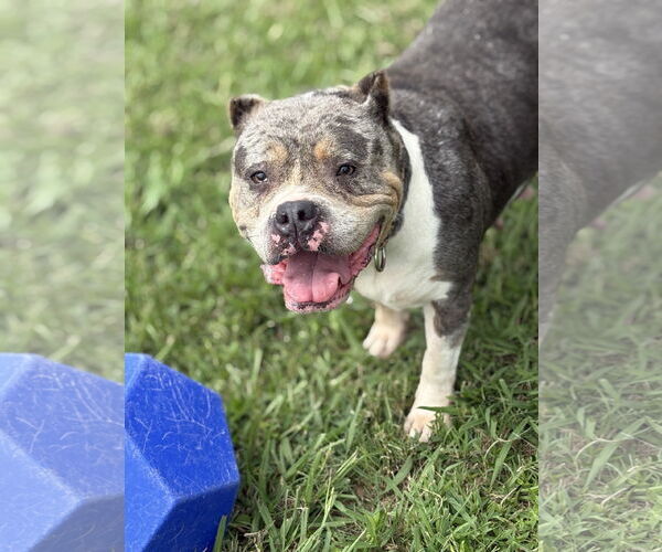 Medium Photo #1 Bulldog Puppy For Sale in Virginia Beach, VA, USA