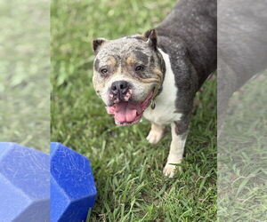Medium Bulldog