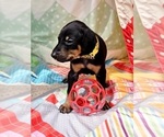 Small Photo #8 Doberman Pinscher Puppy For Sale in KEMPNER, TX, USA
