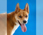 Small Carolina Dog Mix