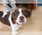 Small #5 French Bulldog Mix