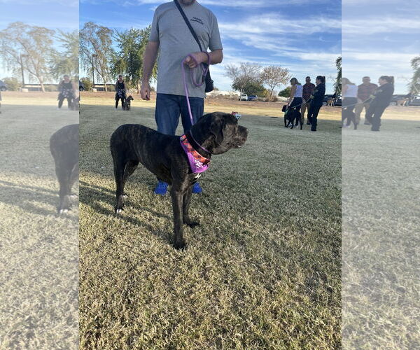 Medium Photo #4 Mutt Puppy For Sale in Goodyear, AZ, USA