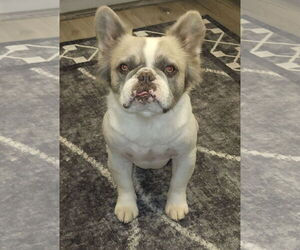 French Bulldog Dogs for adoption in Hesperia, CA, USA