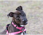 Small #3 Mutt