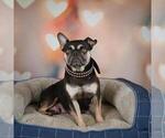 Small Photo #1 French Bulldog Puppy For Sale in BALTIC, OH, USA