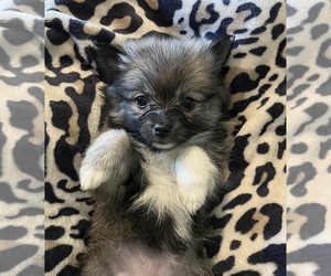 Pomeranian Puppy for sale in WEST MONROE, LA, USA