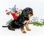 Small #8 Cavalier King Charles Spaniel