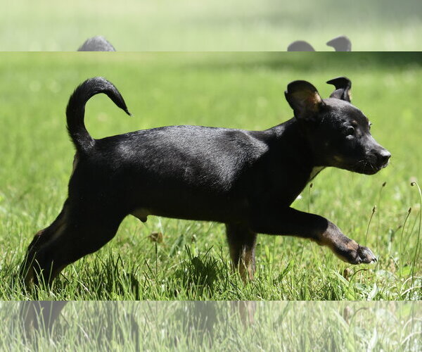 Medium Photo #3 Shepweiller Puppy For Sale in Mechanicsburg, PA, USA