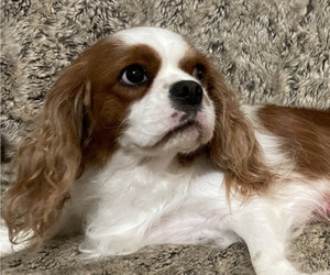 Mother of the Cavalier King Charles Spaniel puppies born on 04/29/2024