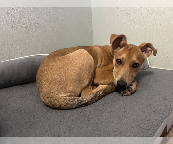 Medium Photo #3 Shepradors Puppy For Sale in Polson, MT, USA