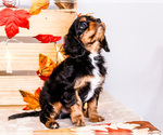 Small #7 Cavalier King Charles Spaniel