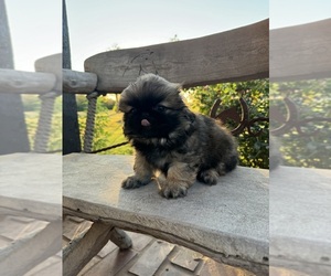 Pekingese Puppy for sale in MUSTANG, OK, USA