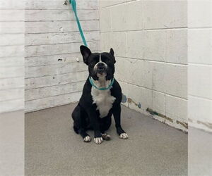 Boston Terrier-Unknown Mix Dogs for adoption in San Bernardino, CA, USA