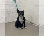 Small Boston Terrier Mix