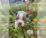 Small #1 Faux Frenchbo Bulldog
