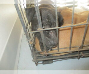 Staffordshire Bull Terrier Dogs for adoption in Ocala, FL, USA