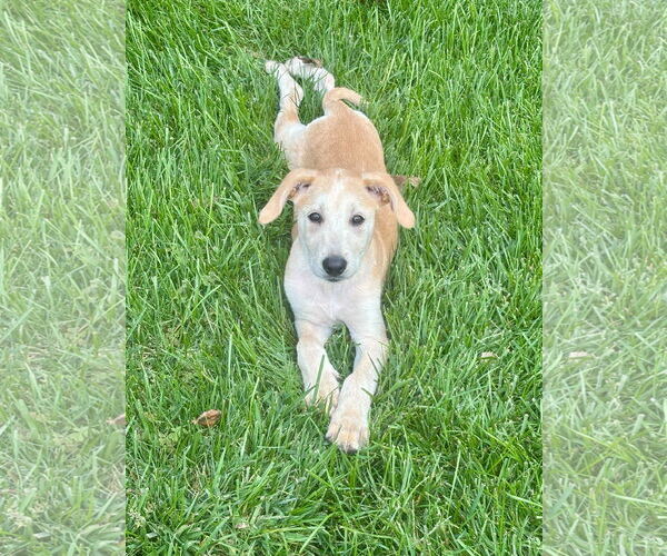 Medium Photo #4 Mutt Puppy For Sale in Cliffwood, NJ, USA