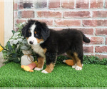 Small #3 Bernese Mountain Dog
