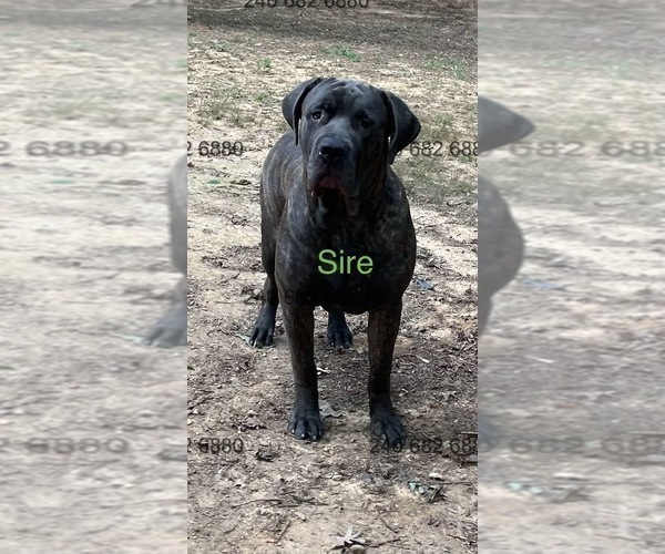 Medium Photo #1 Cane Corso Puppy For Sale in LA PLATA, MD, USA
