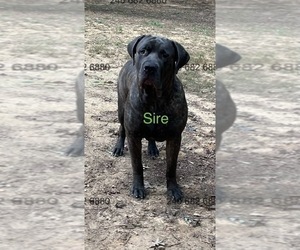 Father of the Cane Corso puppies born on 03/20/2026