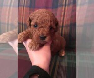 Poodle (Toy) Puppy for sale in IRVINGTON, KY, USA