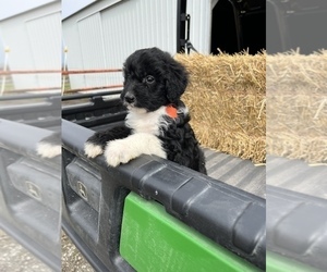 Aussiedoodle Puppy for sale in RUSSELL, IA, USA